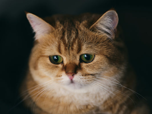 5 Signs That Your Cat May Be Depressed