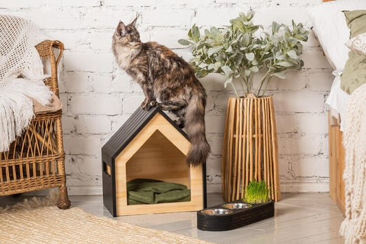 How to Create a Cozy and Fun Space for Your Cat at Home