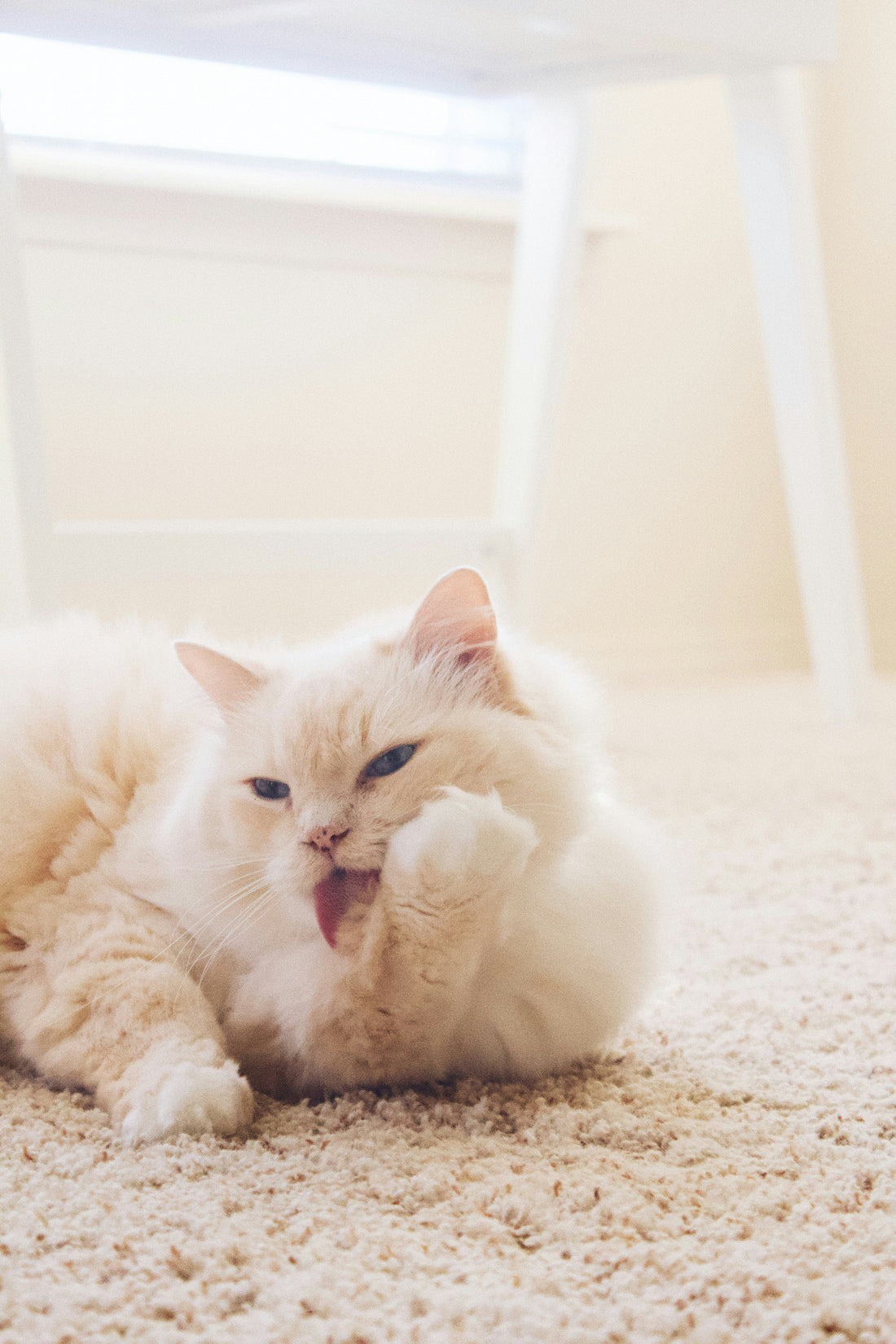 5 Ways to Know That Your Cat Is Overweight