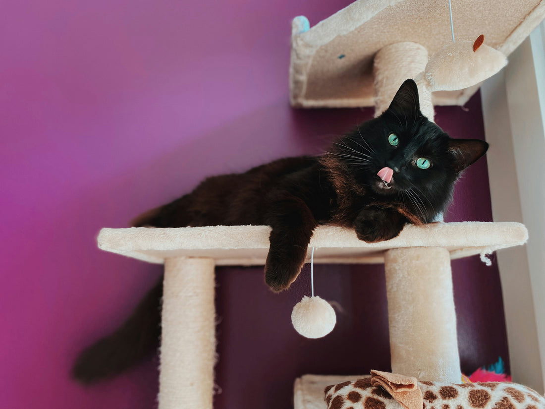 How to Find the Perfect Cat Tree for Your Cat